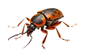 Advanced Pest Control